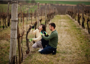 Wine Growing Regions of the Costa Blanca: A Guide to the Best Vineyards