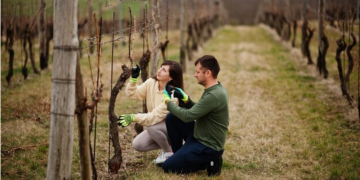 Wine Growing Regions of the Costa Blanca: A Guide to the Best Vineyards