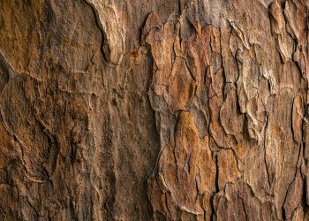 Harvesting Mimosa Hostilis Root Bark: Sustaining Ancient Traditions in Harmony with Nature