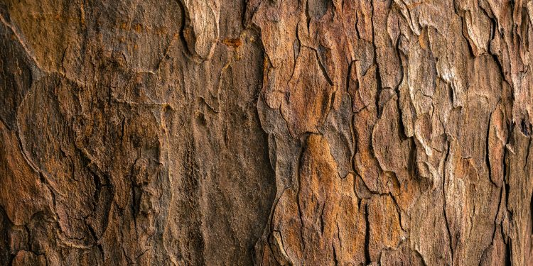 Harvesting Mimosa Hostilis Root Bark: Sustaining Ancient Traditions in Harmony with Nature