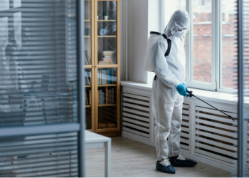 Pest Control in Kent: Common Pests and How to Combat Them