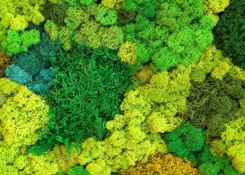 Green Elegance: Discovering the Tranquility of Live Moss