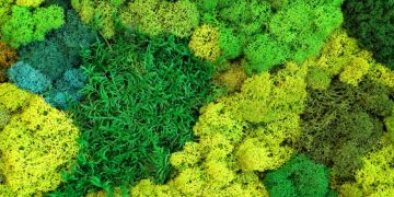Green Elegance: Discovering the Tranquility of Live Moss
