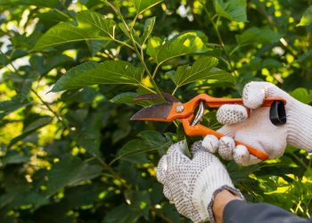 Understand Why Professional Tree Pruning is Essential for a Safe and Beautiful Property