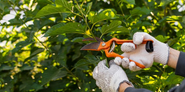 Understand Why Professional Tree Pruning is Essential for a Safe and Beautiful Property